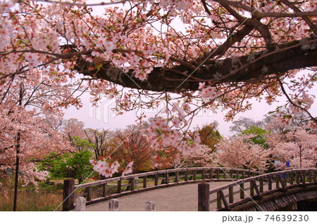 嵐山公園(京都市右京区)中之島橋付近・満開の桜 嵐山公園(京都市右京区)中之島橋付近・満開の桜 74639230