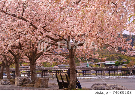 嵐山公園(京都市右京区)満開の桜 嵐山公園(京都市右京区)満開の桜 74639238