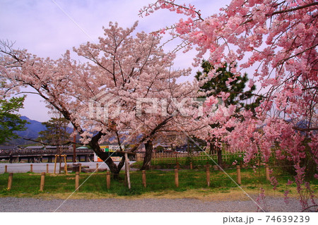 嵐山公園(京都市右京区)満開の桜 嵐山公園(京都市右京区)満開の桜 74639239