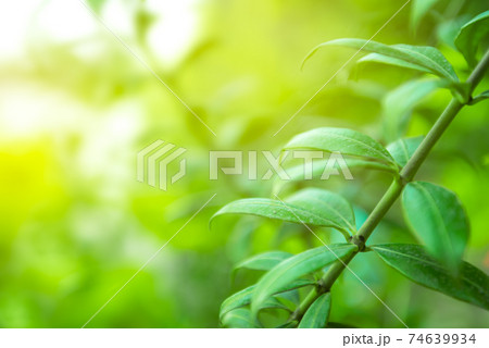 Natural green background Natural green background 74639934