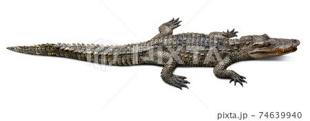 Crocodile isolated on white Crocodile isolated on white 74639940