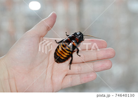 Beautiful huge Madagascar Hissing Cockroach crawls on human hand 74640130