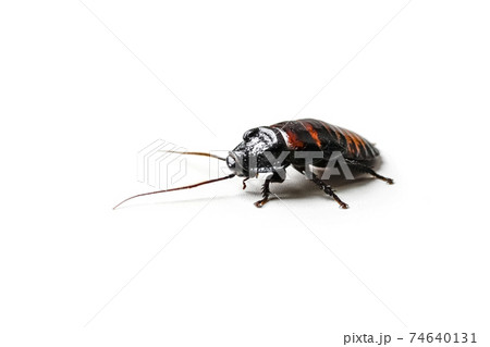 Huge madagascar hissing cockroach crawls on white table Huge madagascar hissing cockroach crawls on white table 74640131