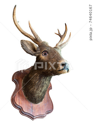 Stuffed deer head 74640167