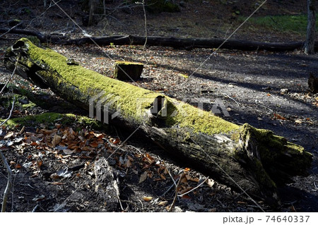 朽木苔 【公式通販】