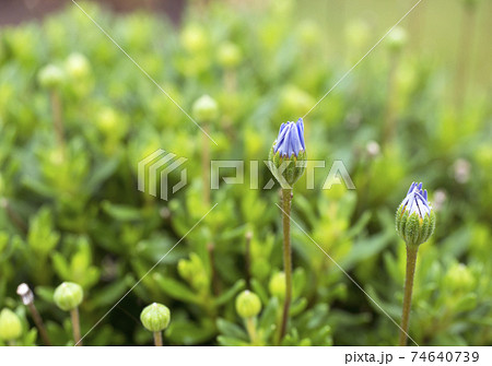 Macro of a blue daisy bush, Felicia amelloides flower bud come into bloom, selective focus, green bokeh leaves Macro of a blue daisy bush, Felicia amelloides flower bud come into bloom, selective focus, green bokeh leaves 74640739