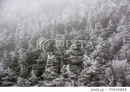 雪の日の、信州、八ヶ岳、黒百合ヒュッテ界隈の針葉樹の森。霧氷、樹氷。もみの木。 雪の日の、信州、八ヶ岳、黒百合ヒュッテ界隈の針葉樹の森。霧氷、樹氷。もみの木。 74640889