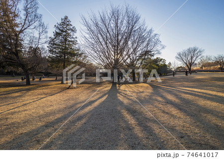 七重の塔 武蔵国分寺 銀杏の大木 木 公園 木の根 七重の塔 武蔵国分寺 銀杏の大木 木 公園 木の根 74641017