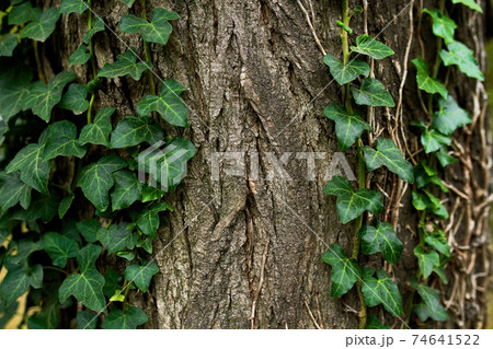 Beautiful natural texture of a climbing green ivy Beautiful natural texture of a climbing green ivy 74641522