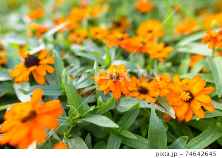 Beautiful Orange Marigolds flowers outdoors in nature 74642645