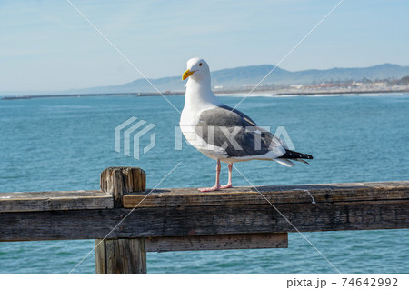 Close up of seagull standing on a pier with sea and coastline on the background.  74642992