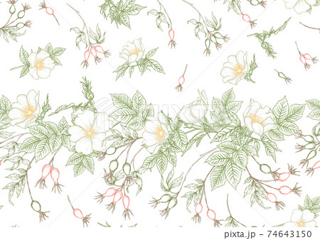Rose hips with flowers and berries seamless pattern Rose hips with flowers and berries seamless pattern 74643150