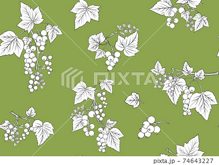 Blackcurrant red ribes. Ripe berries. Seamless pattern, background. 74643227