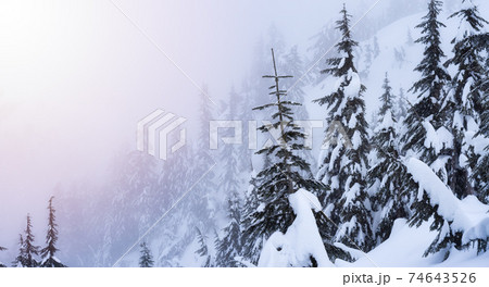 Canadian Nature Landscape covered in fresh White Snow Canadian Nature Landscape covered in fresh White Snow 74643526