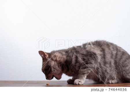 Grey cat eats some food on the table Grey cat eats some food on the table 74644036