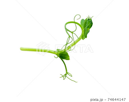 sprouts peas isolated on white sprouts peas isolated on white 74644147