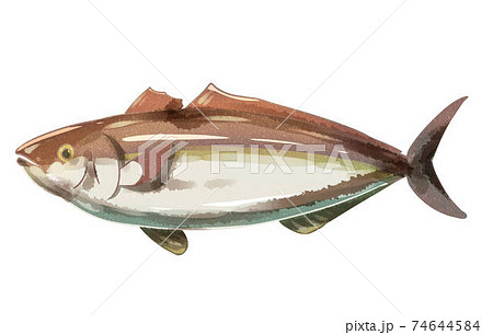 カンパチ　水彩風 74644584