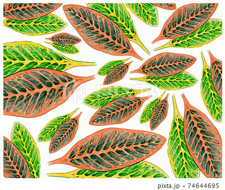Croton Plant with Yellow and Green Leaves Background 74644695