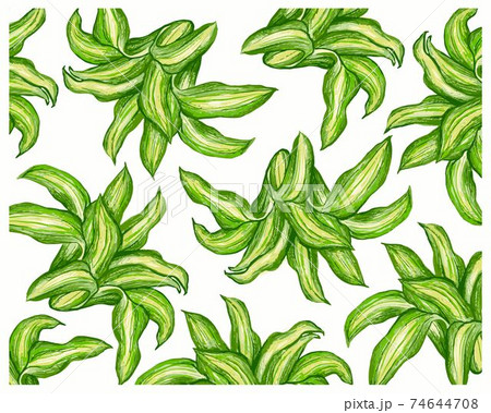 Illustration of Dracaena Fragrans Plant on White Background Illustration of Dracaena Fragrans Plant on White Background 74644708