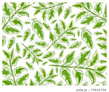 Illustration of Asystasia Gangetica Leaves on White Background Illustration of Asystasia Gangetica Leaves on White Background 74644709