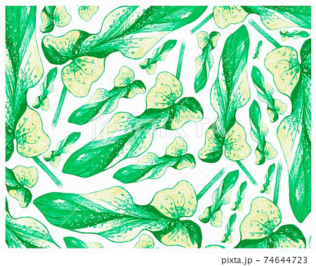 Illustration of Beautiful Fresh Philodendron Bipennifolium Plants Background 74644723