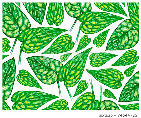 Illustration of Monstera Peru or Karstenianum Plants Background 74644725