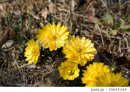 2月　府中277サンシュユ(山茱萸)･ミズキ科･府中市郷土の森博物館 74645164