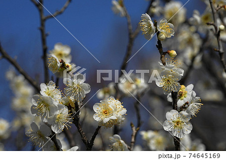 2月　府中272ハクバイ(白梅)･バラ科･府中市郷土の森博物館 74645169