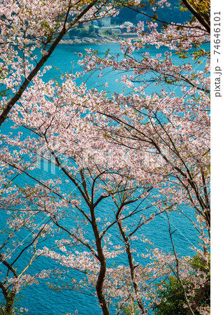 鬼ヶ城城跡 (3月 晴れ 桜) 鬼ヶ城城跡 (3月 晴れ 桜) 74646101
