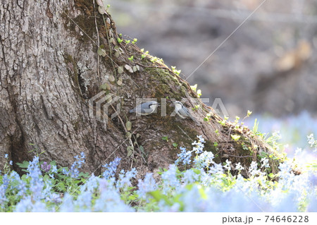 ゴジュウカラのカップル ゴジュウカラのカップル 74646228