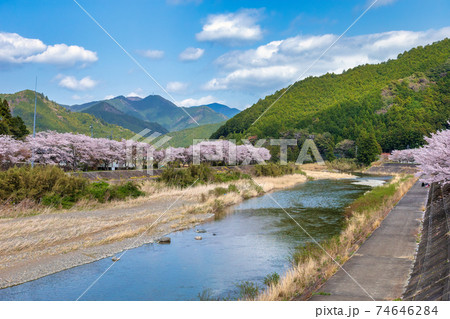 三重県大紀町の桜 (3月 桜) 三重県大紀町の桜 (3月 桜) 74646284