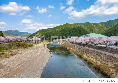 三重県大紀町の桜 (3月 桜) 三重県大紀町の桜 (3月 桜) 74646285