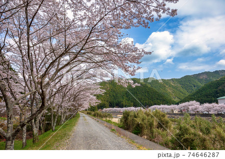 三重県大紀町の桜 (3月 桜) 三重県大紀町の桜 (3月 桜) 74646287