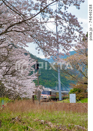 三重県大紀町の桜 (3月 桜) 三重県大紀町の桜 (3月 桜) 74646288