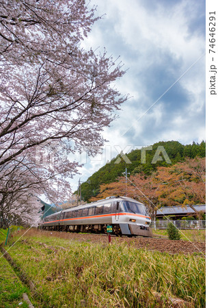 三重県大紀町の桜　(3月　桜) 74646291