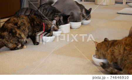 猫の食事 猫の食事 74646910