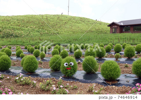 箱館山のコキア。 箱館山のコキア。 74646914