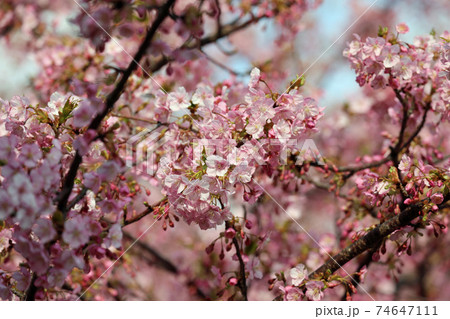 早春の河津桜 早春の河津桜 74647111