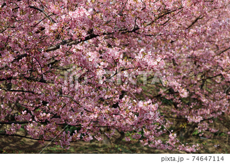 早春の河津桜 74647114