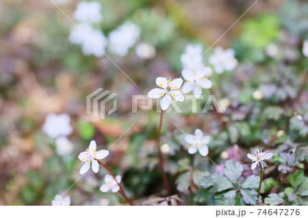 バイカオウレンの花 74647276