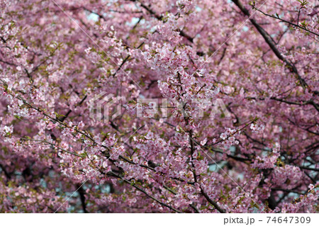 早春の河津桜 早春の河津桜 74647309