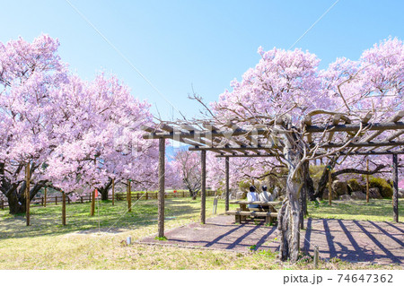 大草城址公園(春) 大草城址公園(春) 74647362