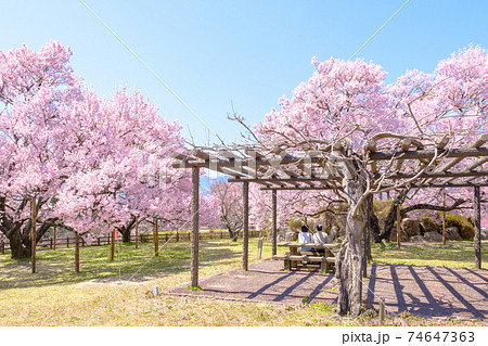 大草城址公園（春） 74647363