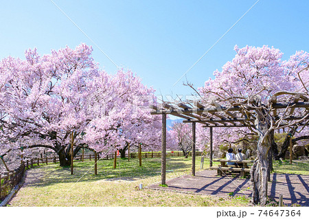 大草城址公園（春） 74647364