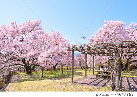 大草城址公園（春） 74647365