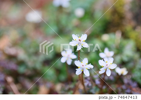 バイカオウレンノ花 74647413