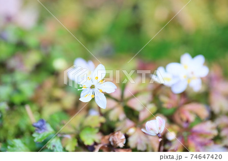 バイカオウレンノ花 74647420