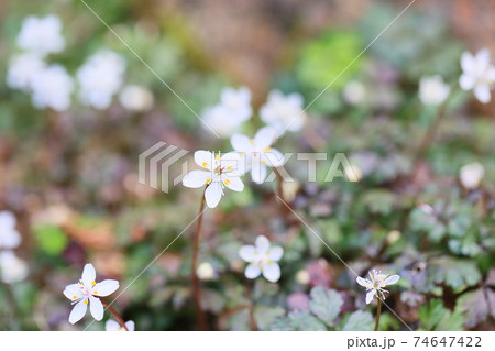 バイカオウレンノ花 74647422