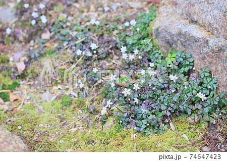 バイカオウレンノ花 74647423