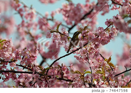 河津桜とメジロ 74647598